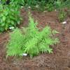 Southern Wood Fern